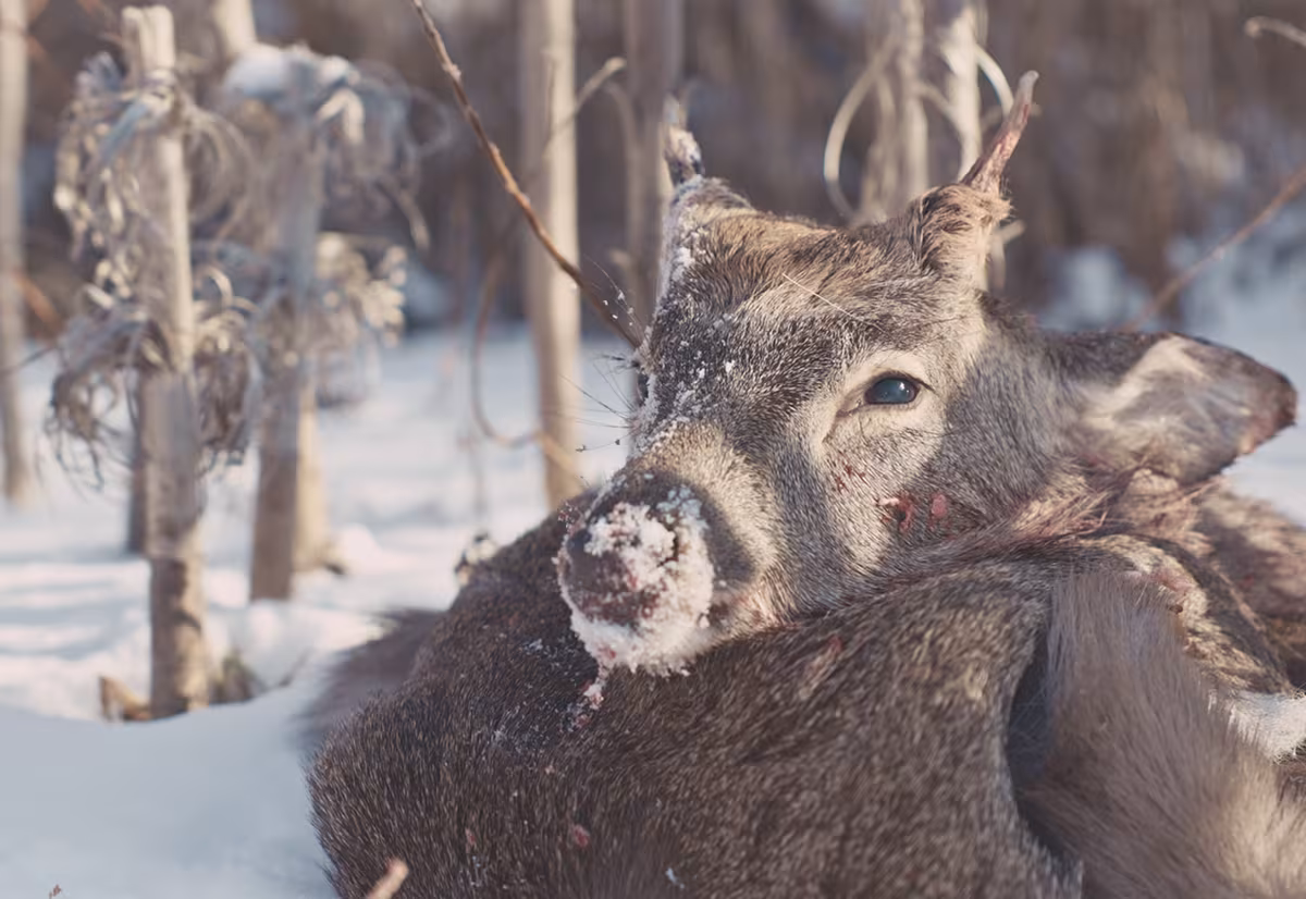 Deer